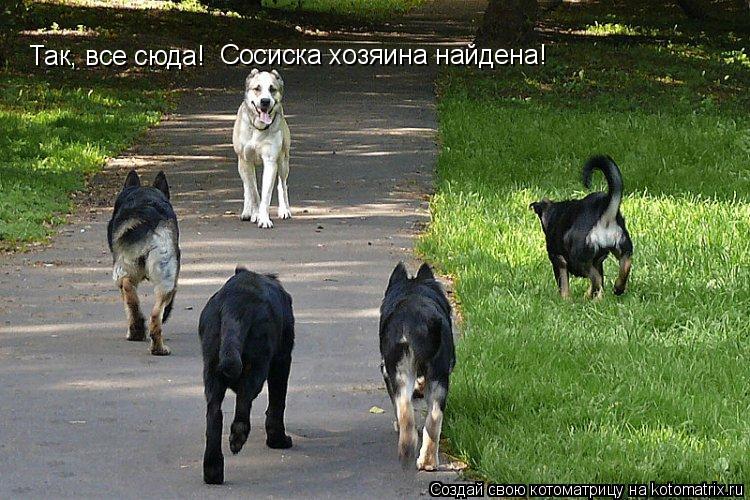Котоматрица: Так, все сюда! Сосиска хозяина найдена!