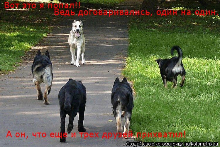 Котоматрица: Вот это я попал!! Ведь договаривались, один на один. А он, что еще и трех друзей прихватил!