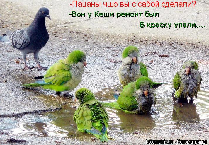 Котоматрица: -Пацаны чшо вы с сабой сделали? -Вон у Кеши ремонт был В краску упали....