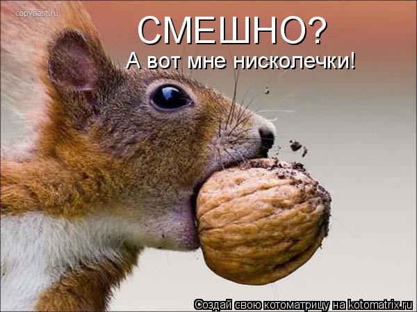 Котоматрица: СМЕШНО? А вот мне нисколечки!