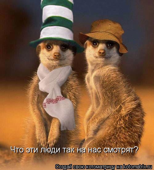 Котоматрица: Что эти люди так на нас смотрят?