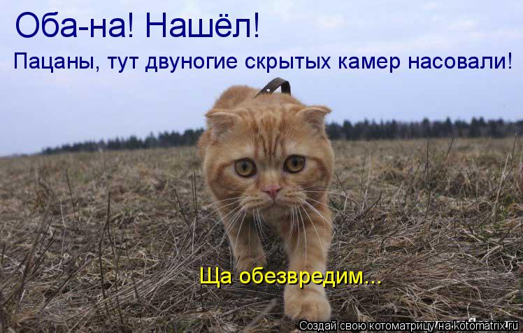 Оба-на! Нашёл! Пацаны, тут двуногие скрытых камер насовали! Ща обезвредим...... Котоматрица: Оба-на! Нашёл! Пацаны, тут двуногие скрытых камер насовали! Ща обезвредим...