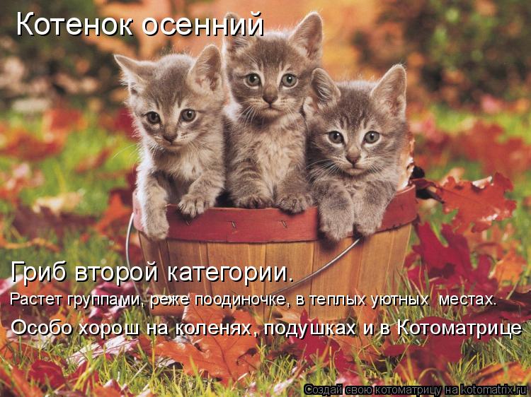 Котенок осенний Гриб второй категории. Растет группами, реже поодиночке, в теплых уютных местах. Ос... Котоматрица: Котенок осенний Гриб второй категории. Растет группами, реже поодиночке, в теплых уютных местах. Особо хорош на коленях, подушках и в Котом
