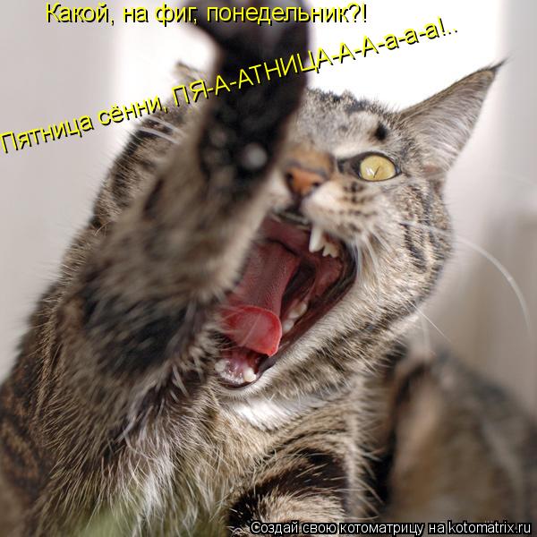 Какой, на фиг, понедельник?! Пятница сённи, ПЯ-А-АТНИЦА-А-А-а-а-а!..... Котоматрица: Какой, на фиг, понедельник?! Пятница сённи, ПЯ-А-АТНИЦА-А-А-а-а-а!..