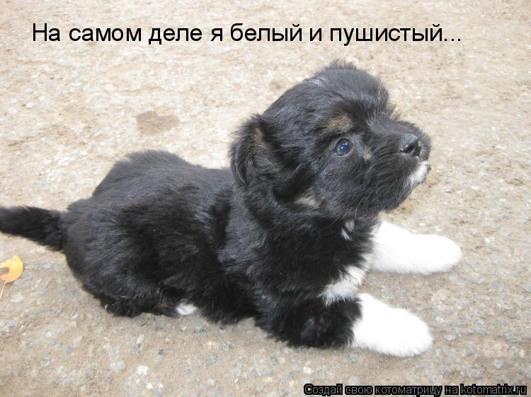 Котоматрица: На самом деле я белый и пушистый...