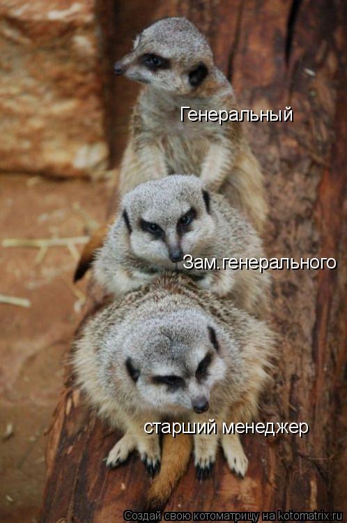 Котоматрица: Генеральный Зам.генерального старший менеджер