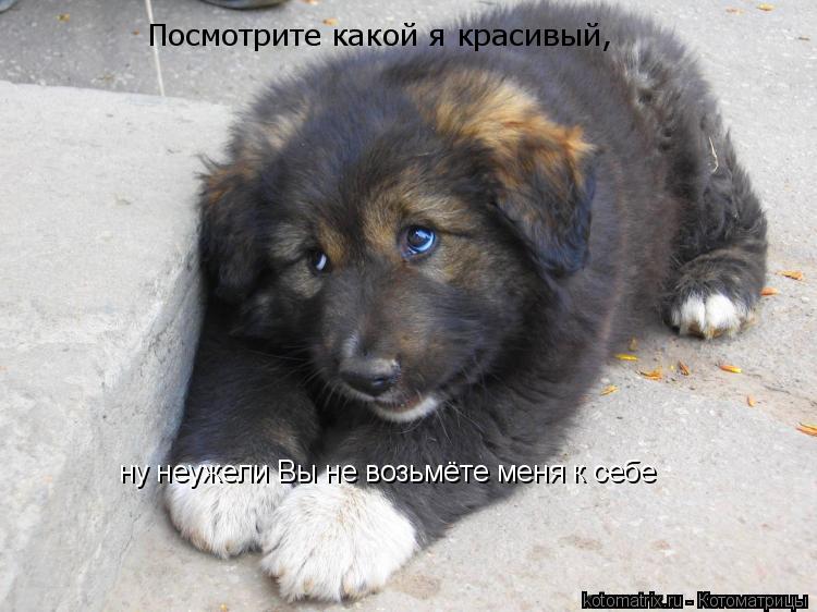 Котоматрица: Посмотрите какой я красивый, ну неужели Вы не возьмёте меня к себе