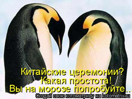 Котоматрица: Китайские церемонии? Какая простота! Вы на морозе попробуйте...