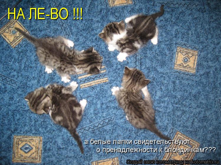 Котоматрица: НА ЛЕ-ВО !!! а белые лапки свидетельствуют о пренадлежности к блондинкам???