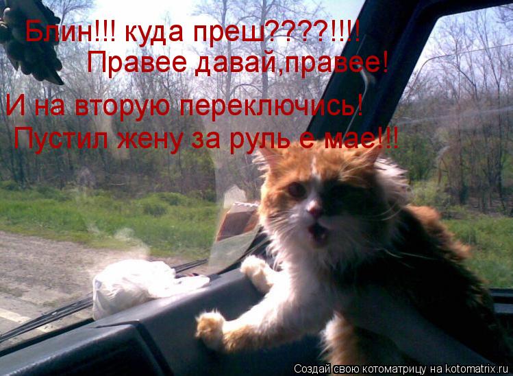 Котоматрица: Блин!!! куда преш????!!!! Правее давай,правее!  И на вторую переключись! Пустил жену за руль е мае!!!