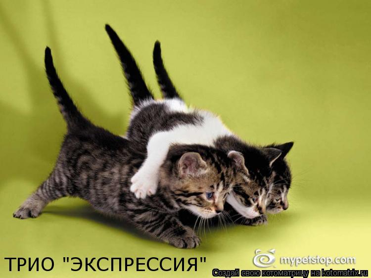 Котоматрица: ТРИО "ЭКСПРЕССИЯ"