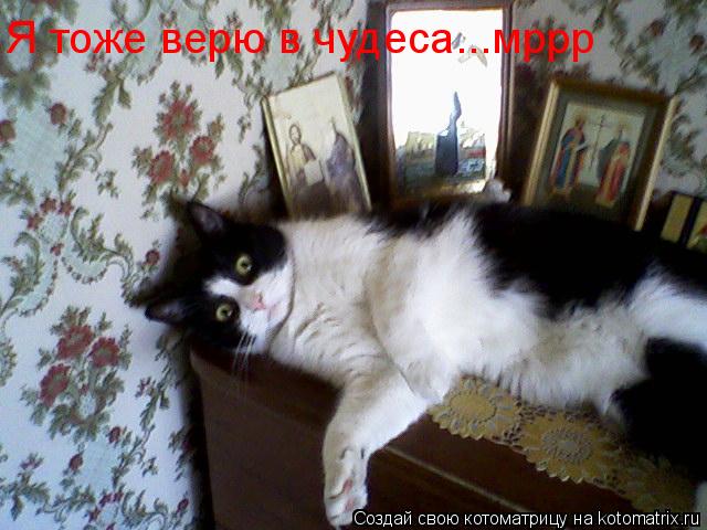 Котоматрица: Я тоже верю в чудеса...мррр