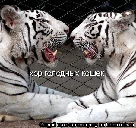 Котоматрица: хор голодных кошек