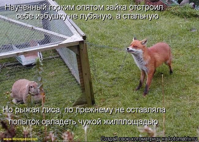 Котоматрица: Наученный горким опятом зайка отстроил себе избушку не лубяную, а стальную Но рыжая лиса, по прежнему не оставляла  попыток овладеть чужой 