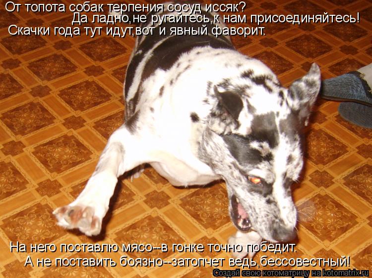 От топота собак терпения сосуд иссяк? Да ладно,не ругайтесь,к нам присоединяйтесь! Скачки года тут ид... Котоматрица: От топота собак терпения сосуд иссяк? Да ладно,не ругайтесь,к нам присоединяйтесь! Скачки года тут идут,вот и явный фаворит. На него поставл