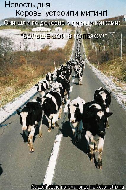 Котоматрица: Новость дня! Коровы устроили митинг! Они шли по деревне с дикими криками: "БОЛЬШЕ СОИ В КОЛБАСУ!"
