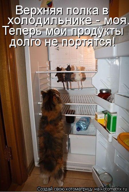 Котоматрица: Верхняя полка в   холодильнике - моя. Теперь мои продукты долго не портятся!
