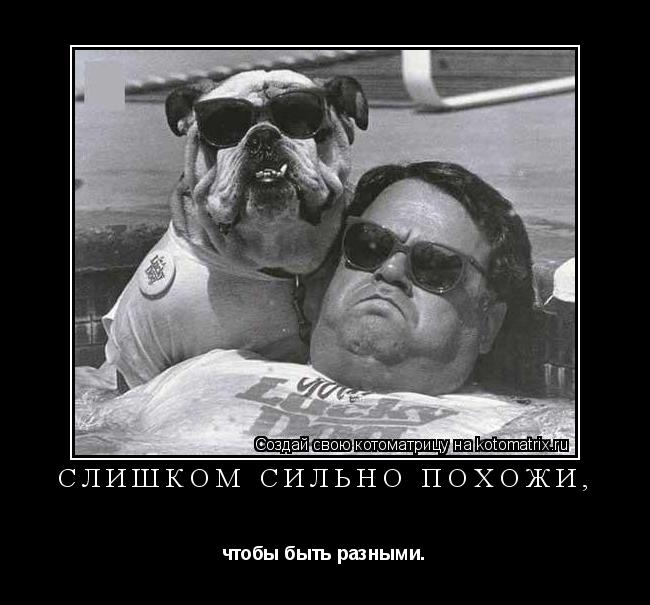 Котоматрица: Слишком сильно похожи, чтобы быть разными.