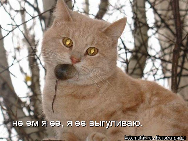 не ем я ее, я ее выгуливаю.... Котоматрица: не ем я ее, я ее выгуливаю.