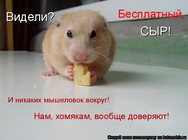 И никаких мышеловок вокруг! Нам, хомякам, вообще доверяют! Бесплатный Видели? СЫР!... Котоматрица: И никаких мышеловок вокруг! Нам, хомякам, вообще доверяют! Бесплатный Видели? СЫР!