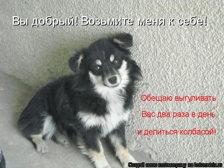 Вы добрый! Возьмите меня к себе! Обещаю выгуливать Вас два раза в день и делиться колбасой!... Котоматрица: Вы добрый! Возьмите меня к себе! Обещаю выгуливать Вас два раза в день и делиться колбасой!