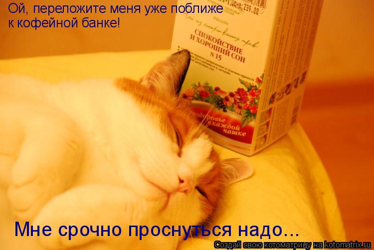 Ой, переложите меня уже поближе к кофейной банке! Мне срочно проснуться надо...... Котоматрица: Ой, переложите меня уже поближе к кофейной банке! Мне срочно проснуться надо...