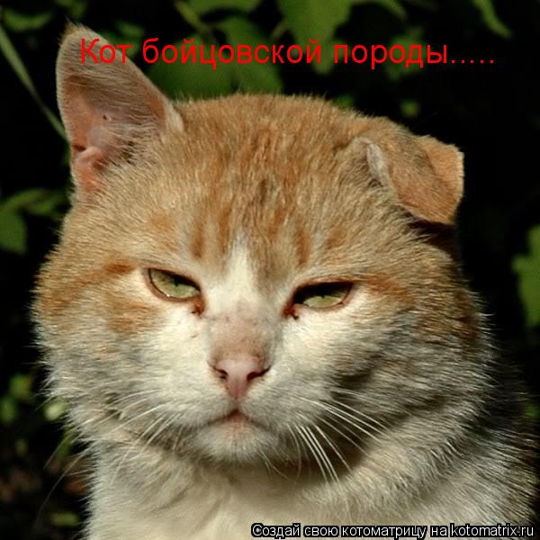 Кот бойцовской породы........ Котоматрица: Кот бойцовской породы.....