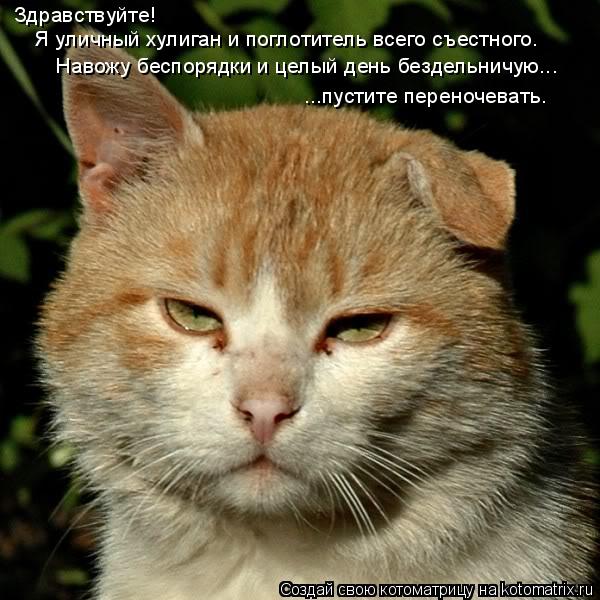 Здравствуйте! Я уличный хулиган и поглотитель всего съестного. Навожу беспорядки и целый день бездел... Котоматрица: Здравствуйте! Я уличный хулиган и поглотитель всего съестного. Навожу беспорядки и целый день бездельничую... ...пустите переночевать.