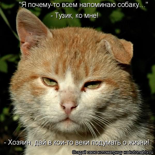 Котоматрица: - Тузик, ко мне! "Я почему-то всем напоминаю собаку...." - Хозяин, дай в кои-то веки подумать о жизни!