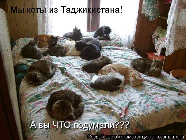 Котоматрица: Мы коты из Таджикистана! А вы ЧТО подумали???