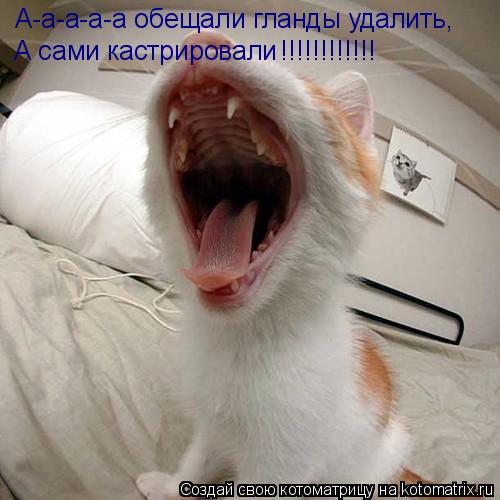 Котоматрица: А-а-а-а-а обещали гланды удалить, А сами кастрировали !!!!!!!!!!!!