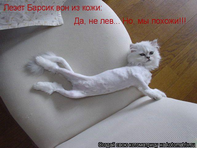 Котоматрица: Лезет Барсик вон из кожи: Да, не лев... Но, мы похожи!!!