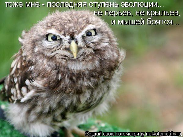 тоже мне - последняя ступень эволюции... не перьев, не крыльев, и мышей боятся...... Котоматрица: тоже мне - последняя ступень эволюции... не перьев, не крыльев, и мышей боятся...