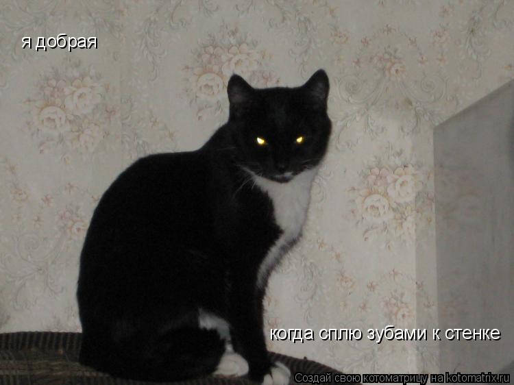 я добрая когда сплю зубами к стенке... Котоматрица: я добрая когда сплю зубами к стенке
