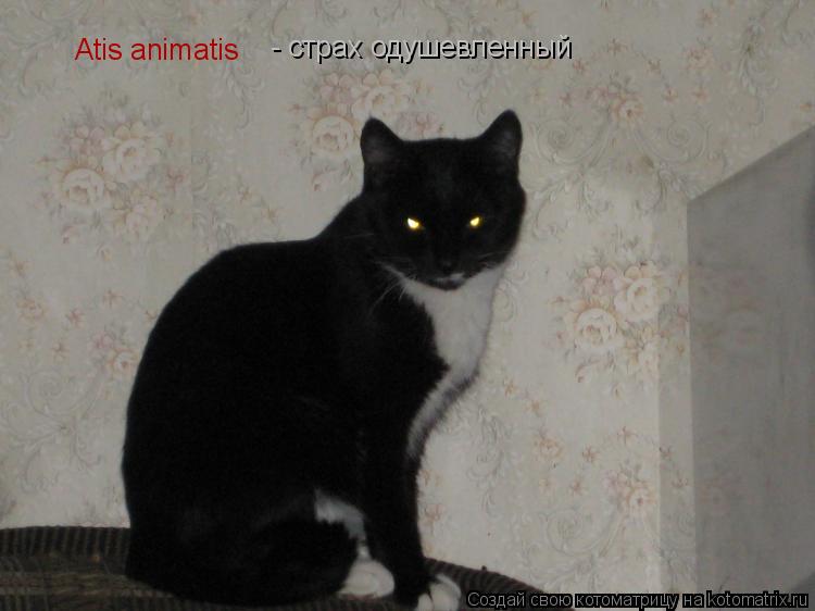 Atis animatis - страх одушевленный... Котоматрица: Atis animatis - страх одушевленный