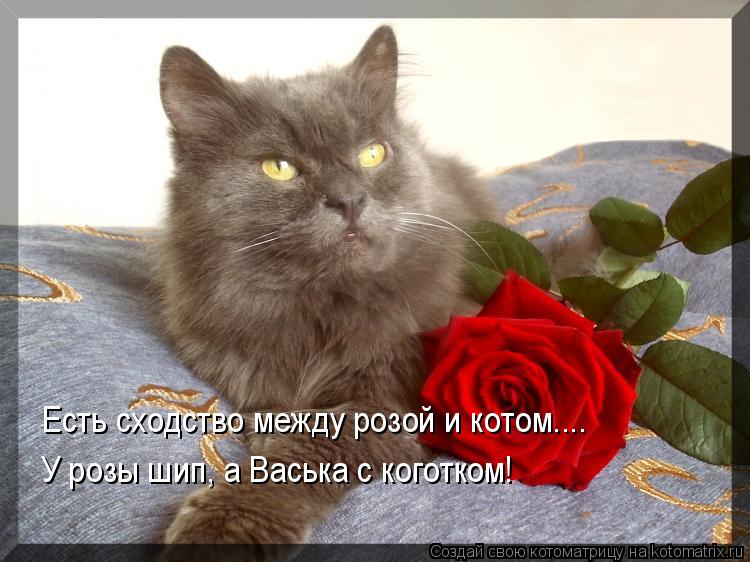 Есть сходство между розой и котом.... У розы шип, а Васька с коготком!... Котоматрица: Есть сходство между розой и котом.... У розы шип, а Васька с коготком!