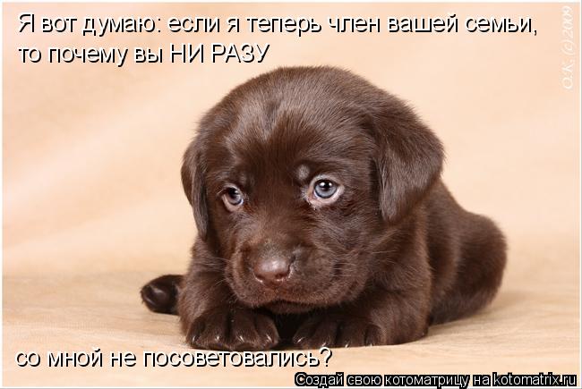 Я вот думаю: если я теперь член вашей семьи, то почему вы НИ РАЗУ со мной не посоветовались?... Котоматрица: Я вот думаю: если я теперь член вашей семьи, то почему вы НИ РАЗУ со мной не посоветовались?