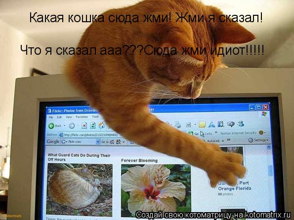 Какая кошка сюда жми! Жми я сказал! Что я сказал ааа???Сюда жми идиот!!!!!... Котоматрица: Какая кошка сюда жми! Жми я сказал! Что я сказал ааа???Сюда жми идиот!!!!!