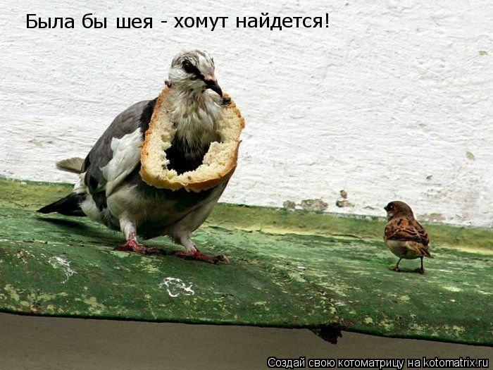 Была бы шея - хомут найдется!... Котоматрица: Была бы шея - хомут найдется!