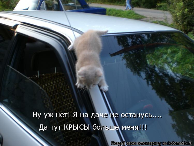 Ну уж нет! Я на даче не останусь.... Да тут КРЫСЫ больше меня!!!... Котоматрица: Ну уж нет! Я на даче не останусь.... Да тут КРЫСЫ больше меня!!!