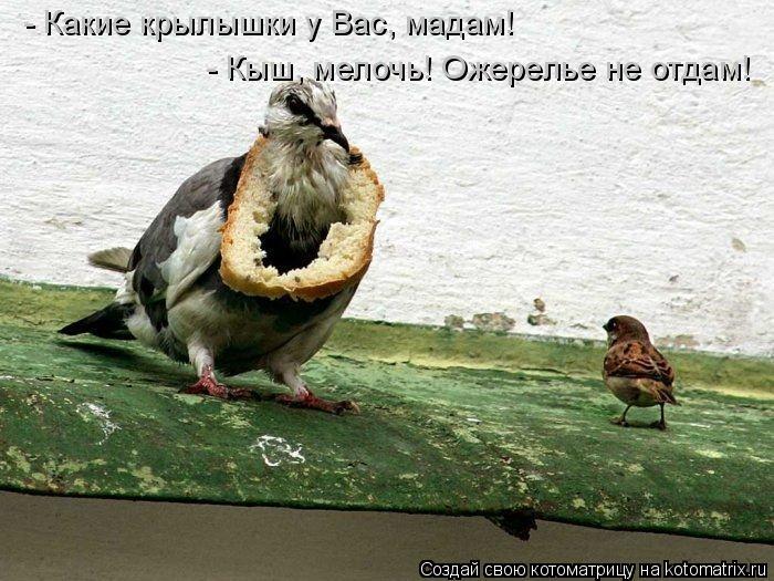 - Какие крылышки у Вас, мадам! - Кыш, мелочь! Ожерелье не отдам!... Котоматрица: - Какие крылышки у Вас, мадам! - Кыш, мелочь! Ожерелье не отдам!