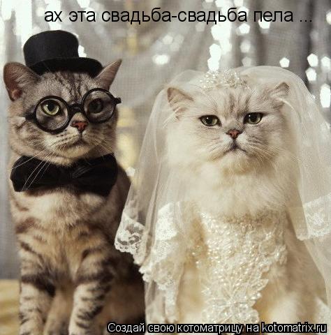 ах эта свадьба-свадьба пела ...... Котоматрица: ах эта свадьба-свадьба пела ...