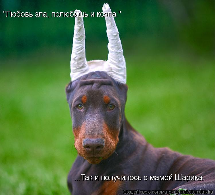 "Любовь зла, полюбишь и козла." ...Так и получилось с мамой Шарика.... Котоматрица: "Любовь зла, полюбишь и козла." ...Так и получилось с мамой Шарика.