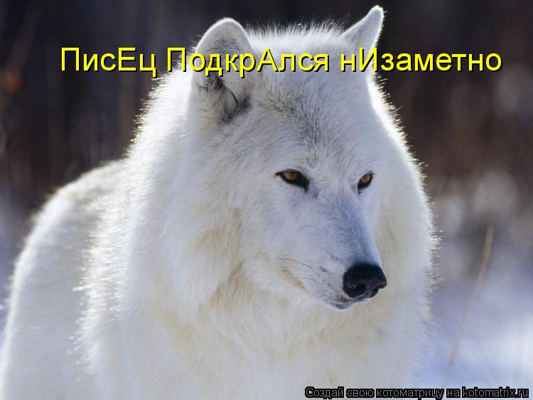 ПисЕц ПодкрАлся нИзаметно... Котоматрица: ПисЕц ПодкрАлся нИзаметно
