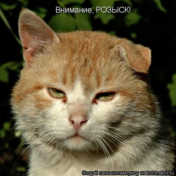Внимание, РОЗЫСК!... Котоматрица: Внимание, РОЗЫСК!