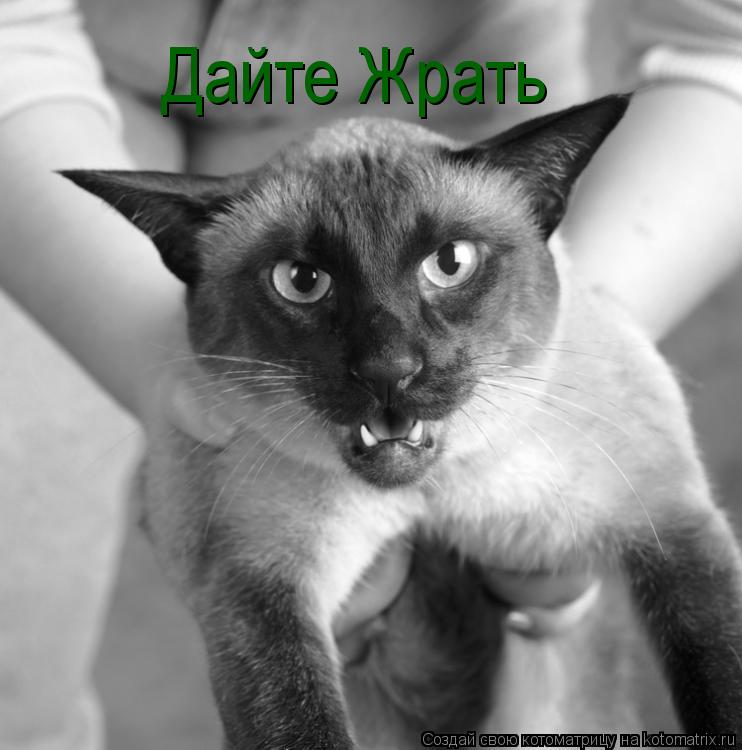 Дайте Жрать... Котоматрица: Дайте Жрать