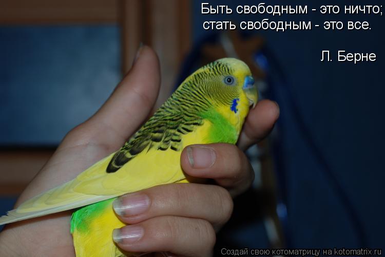 Быть свободным - это ничто; стать свободным - это все. Л. Берне... Котоматрица: Быть свободным - это ничто; стать свободным - это все. Л. Берне