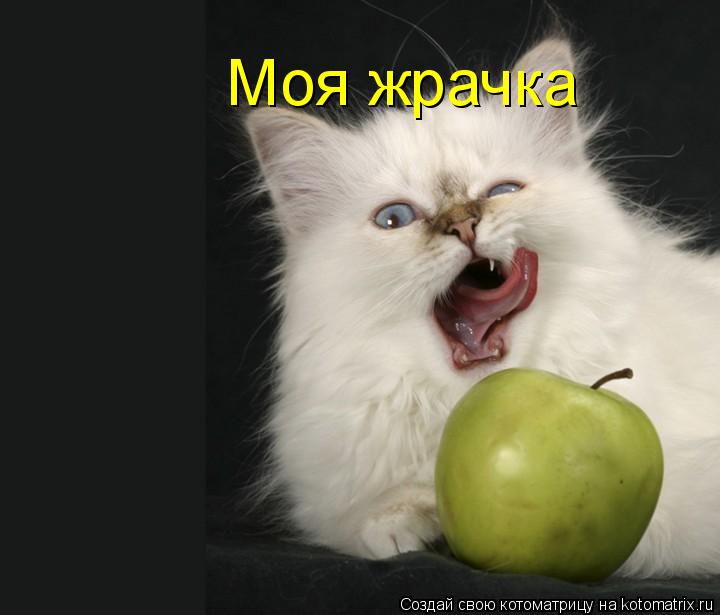 Котоматрица: Моя жрачка