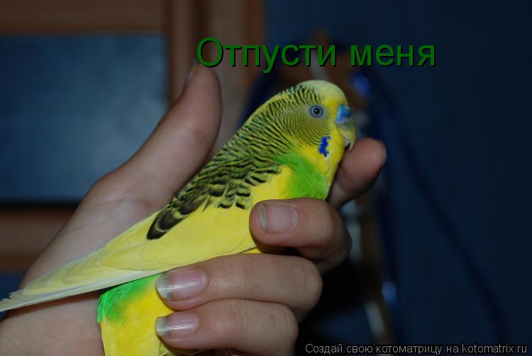 Котоматрица: Отпусти меня