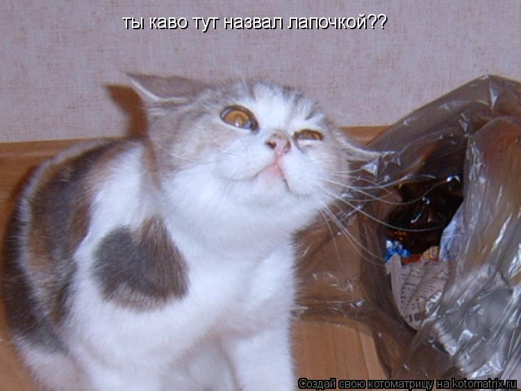 Котоматрица: ты каво тут назвал лапочкой??